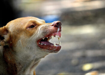 Tanger: Un ancien ministre mordu par un chien errant attaque en justice la mairie de la ville