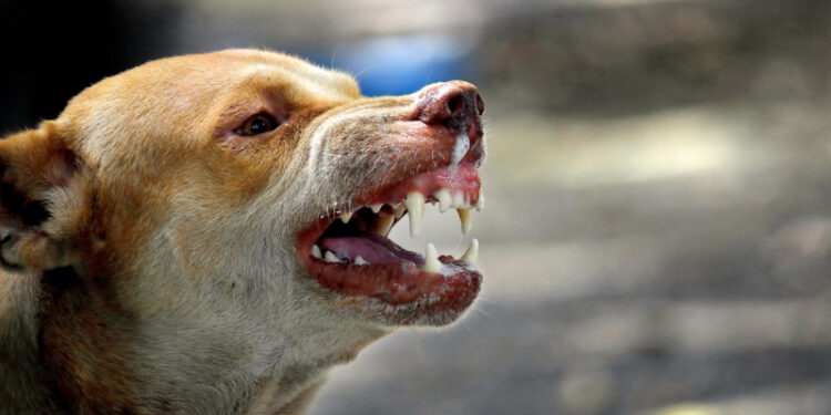 Tanger: Un ancien ministre mordu par un chien errant attaque en justice la mairie de la ville