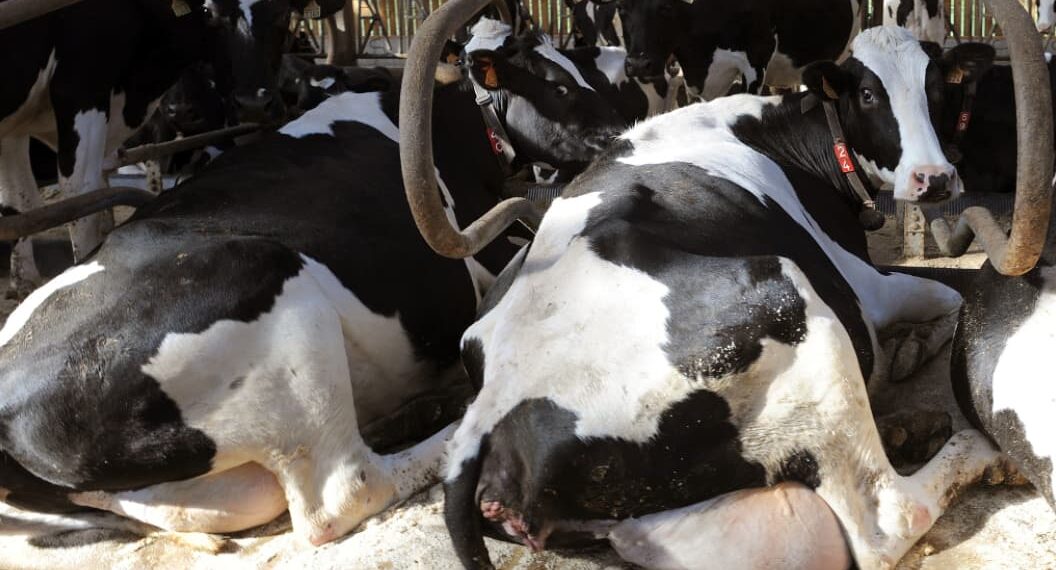 Vache folle : Le Maroc interdit l&rsquo;importation des bovins et leur viande du Royaume-Uni