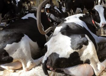 Vache folle : Le Maroc interdit l’importation des bovins et leur viande du Royaume-Uni