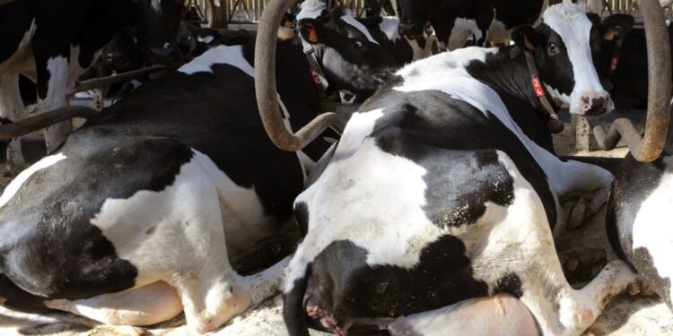 Vache folle : Le Maroc interdit l’importation des bovins et leur viande du Royaume-Uni