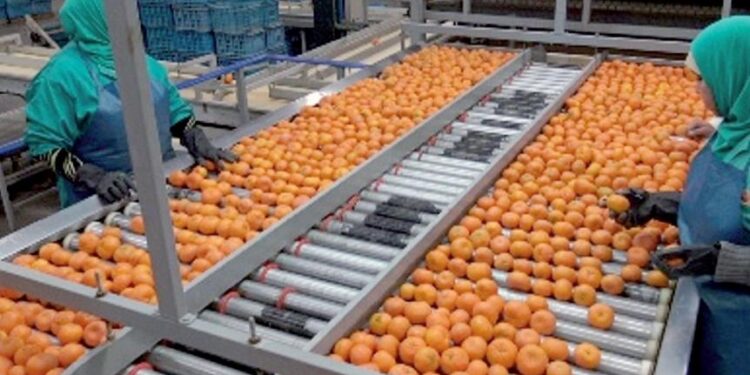 Hausse record des exportations de produits alimentaires agricoles et maritimes du Maroc en 2022