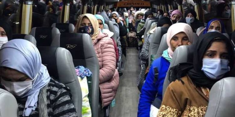 Espagne : arrivée des saisonnières marocaines dans les champs de fraises à Huelva