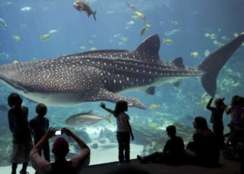 Casablanca s’apprête à accueillir un aquarium géant : un nouvel attrait pour les visiteurs