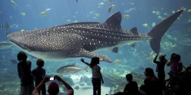 Casablanca s’apprête à accueillir un aquarium géant : un nouvel attrait pour les visiteurs