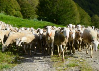 Le Maroc simplifie l’importation de cheptel pour l’Aid Al Adha