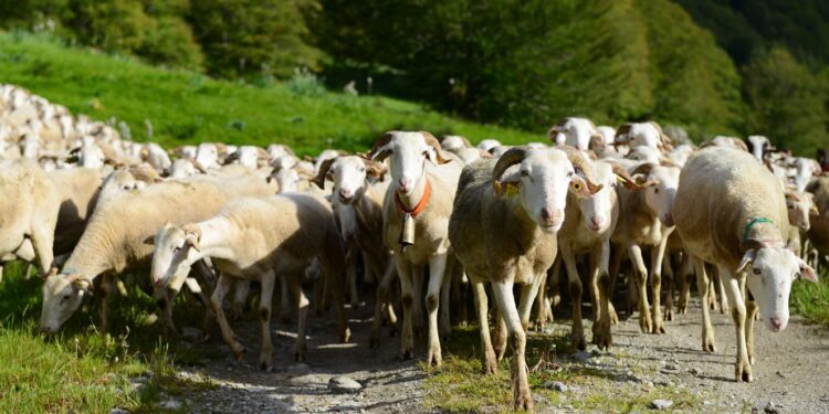 Le Maroc simplifie l’importation de cheptel pour l’Aid Al Adha