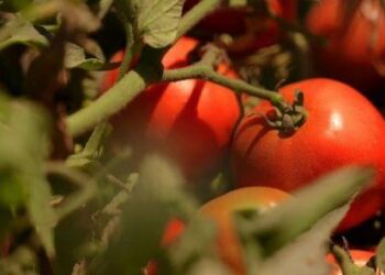 Les producteurs marocains de tomates réclament la reprise des exportations face à la baisse des prix