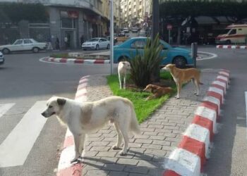Tanger : Des efforts pour résoudre le problème des animaux errants dans la ville