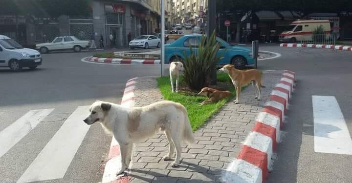 Tanger : Des efforts pour résoudre le problème des animaux errants dans la ville