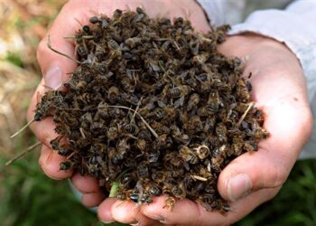 Disparition des abeilles : la filière apicole marocaine en crise