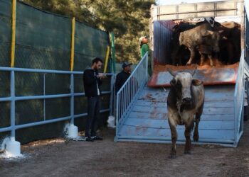 Inquiétude face à la pollution génétique du cheptel national au Maroc