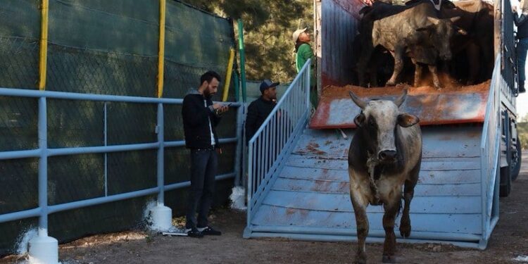 Inquiétude face à la pollution génétique du cheptel national au Maroc