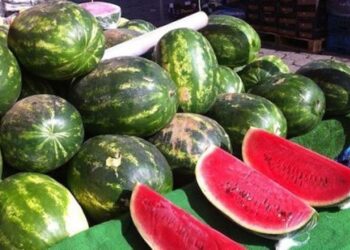 Les pastèques, un luxe désormais hors de portée pour de nombreux consommateurs marocains