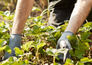 Projet pilote en Espagne : des travailleurs saisonniers marocains disparaissent