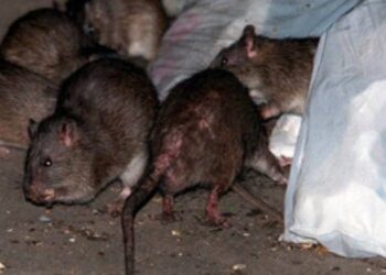 Invasion de rats à Rabat : la négligence des autorités municipales mise en cause