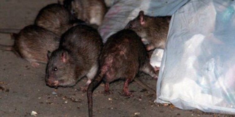 Invasion de rats à Rabat : la négligence des autorités municipales mise en cause
