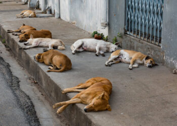 Une stratégie innovante du Ministère de l’Intérieur pour maîtriser la problématique des chiens errants