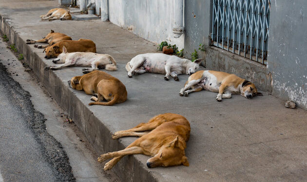 Une stratégie innovante du Ministère de l’Intérieur pour maîtriser la problématique des chiens errants