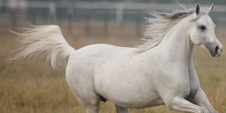Festival international des Pur-sang Arabes 2023 : Marrakech accueille une étape clé le 7 mai