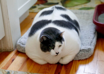 Le chat le plus gros du monde, entame un régime