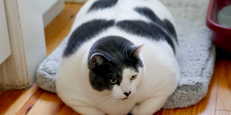 Le chat le plus gros du monde, entame un régime