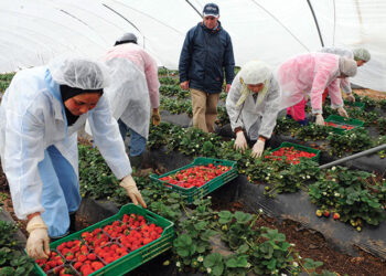 Réseau d’immigration illégale : l’Espagne arrête quatre individus pour exploitation de travailleurs marocains