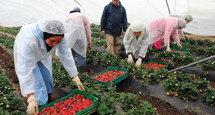 Réseau d’immigration illégale : l’Espagne arrête quatre individus pour exploitation de travailleurs marocains