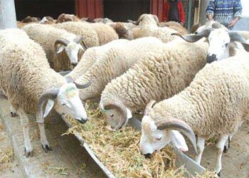 Aïd al-Adha au Maroc : Des prix hors de portée pour de nombreux foyers modestes