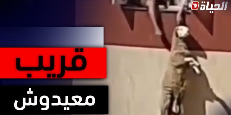 Vidéo insolite: un mouton sauvé de justesse d’une chute de 5 étages