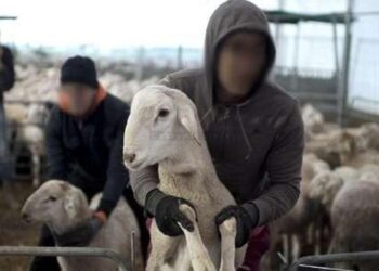La crainte des vols de moutons plane sur l’Aïd Al-Adha : Une inquiétude grandissante parmi les agriculteurs