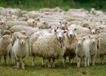 Arrivée massive d’ovins du Portugal : une stratégie pour stabiliser les prix avant l’Aïd Al-Adha