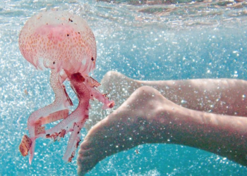 Crainte des vacanciers face à la présence abondante de méduses sur les plages marocaines