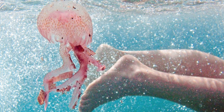 Crainte des vacanciers face à la présence abondante de méduses sur les plages marocaines