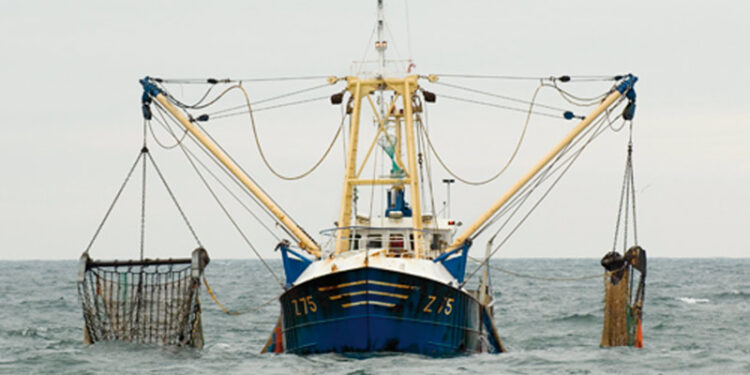 Le Polisario propose des licences de pêche aux Espagnols dans les eaux du Sahara