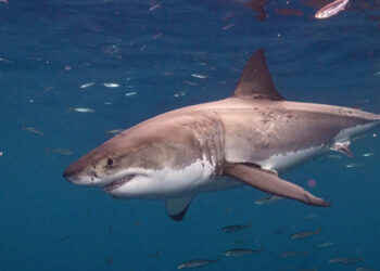 Inquiétude infondée : les experts rassurent sur les requins au Maroc