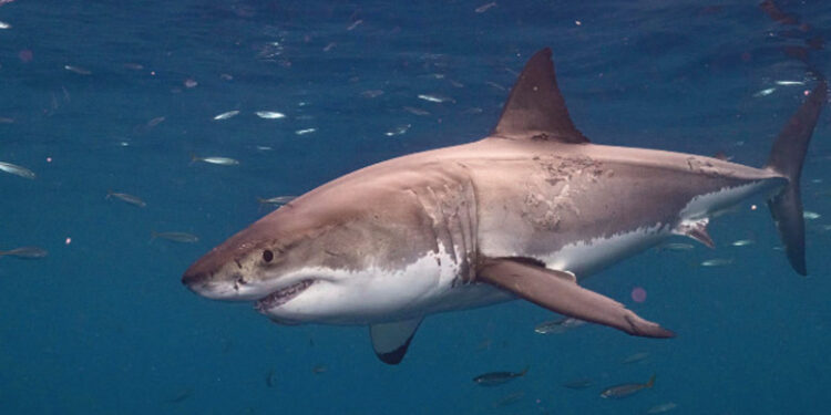 Inquiétude infondée : les experts rassurent sur les requins au Maroc