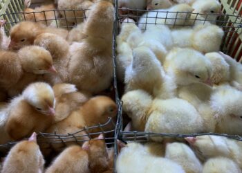 L’Impact de la chaleur sur la volaille: Une augmentation des prix inévitable au Maroc