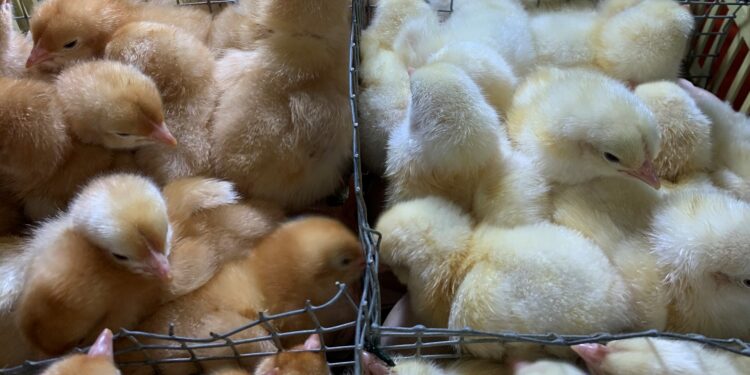 L’Impact de la chaleur sur la volaille: Une augmentation des prix inévitable au Maroc