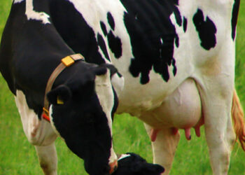 Maroc : Augmentation de l’Aide Financière pour l’Acquisition de Vaches Laitières Importées