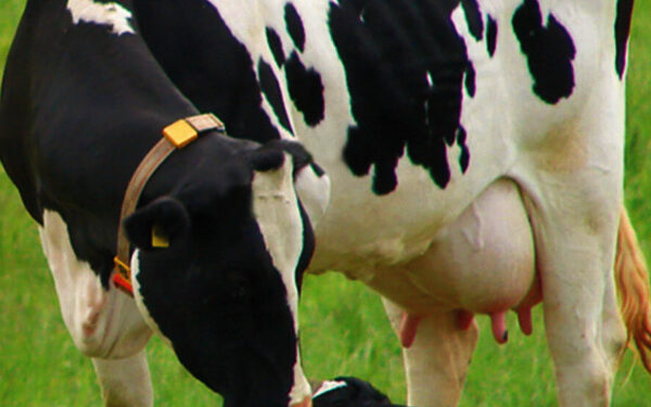 Maroc : Augmentation de l’Aide Financière pour l’Acquisition de Vaches Laitières Importées