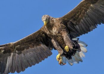 Les autorités récupèrent cinq aigles royaux volés près de Tanger