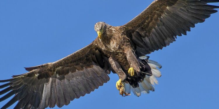 Les autorités récupèrent cinq aigles royaux volés près de Tanger