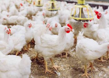 La hausse des prix de la volaille au Maroc suscite l’inquiétude à tous les niveaux de la chaîne alimentaire