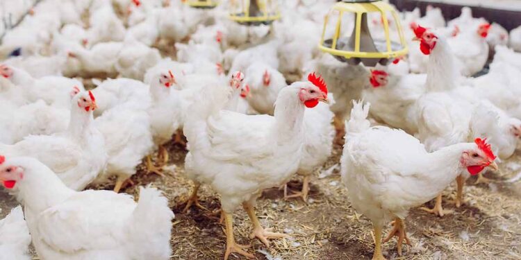 La hausse des prix de la volaille au Maroc suscite l’inquiétude à tous les niveaux de la chaîne alimentaire