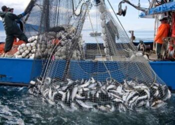 Baisse du volume de la pêche côtière au Maroc malgré une légère hausse de la valeur