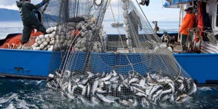 Baisse du volume de la pêche côtière au Maroc malgré une légère hausse de la valeur