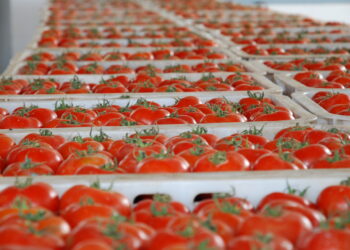 Le Maroc atteint un record historique dans l’exportation de tomates