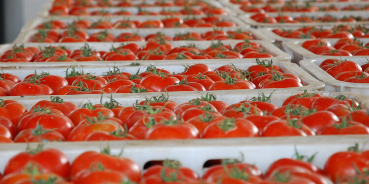 Le Maroc atteint un record historique dans l’exportation de tomates