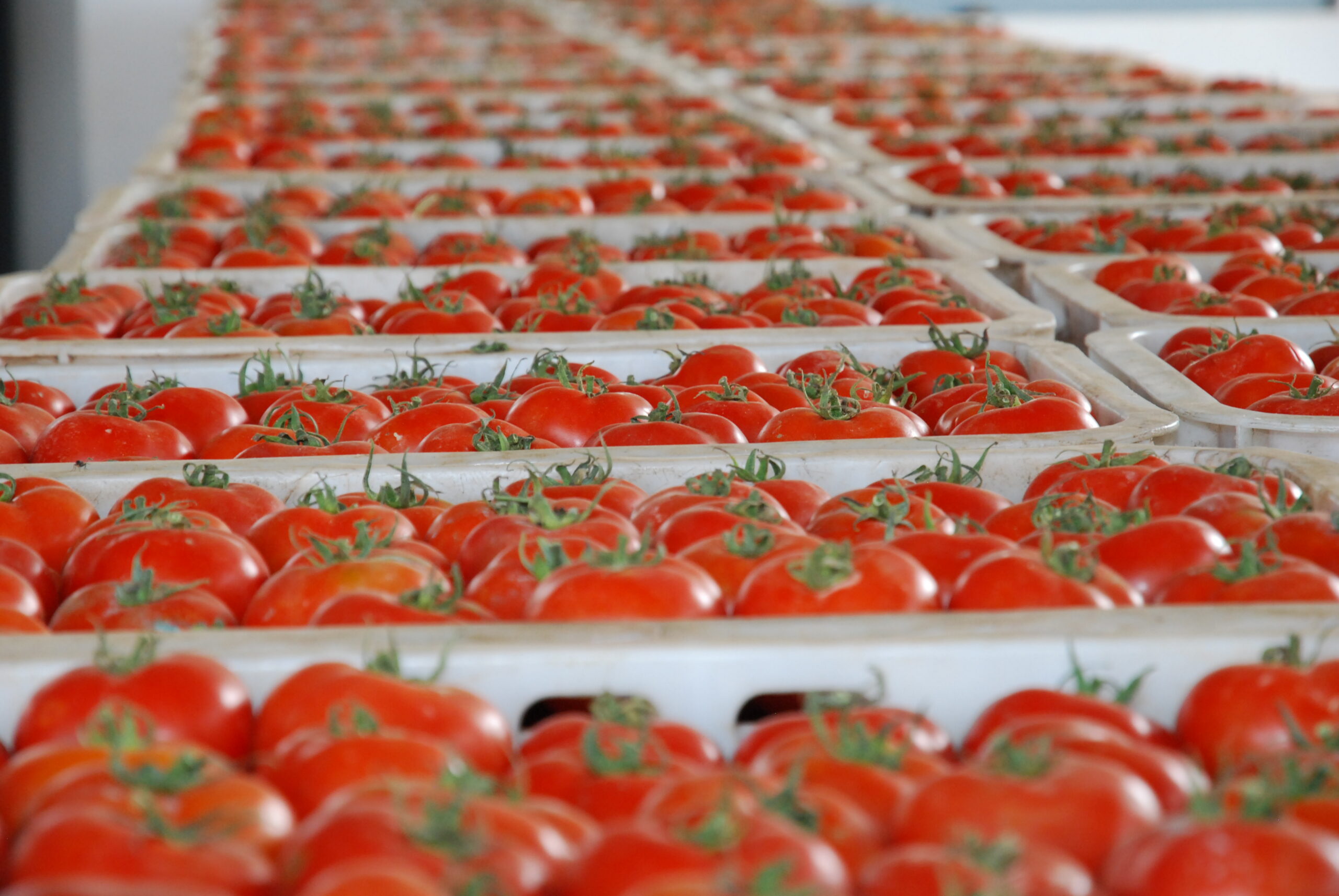 Le Maroc Atteint Un Record Historique Dans L exportation De Tomates 